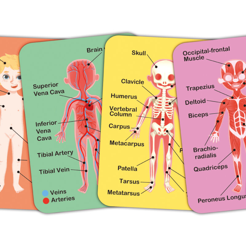 Human Body Magnetic Puzzle